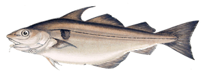 Aiglefin (Eglefin - Haddock) (Melanogrammus Aeglefinus)