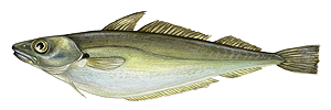 Merlan (Merlangius Merlangus)