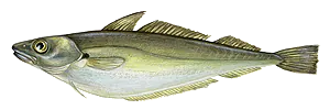 Merlan (Merlangius Merlangus)