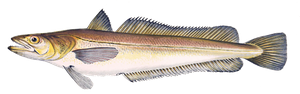 Merlu (Merluccius Merluccius)