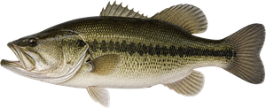 Black Bass (Achigan à Grande Bouche) (Micropterus Salmoides)