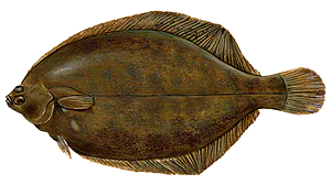 Limande-Sole (Microstomus Kitt)