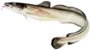 Lingue (Julienne) (Molva Molva)
