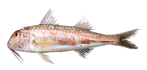 Rouget de Vase (Mullus Barbatus)