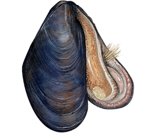 Moule Commune (Mytilus Edulis)