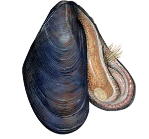 Moule Commune (Mytilus Edulis)