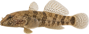 Gobie demi-lune (Neogobius fluviatilis)