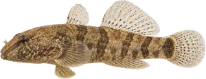 Gobie demi-lune (Neogobius fluviatilis)
