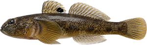 Gobie à Taches Noires (Neogobius Melanostomus)