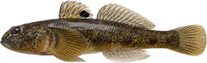 Gobie à Taches Noires (Neogobius Melanostomus)