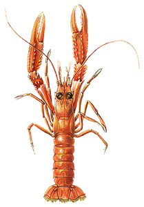 Langoustine (Nephrops Norvegicus)