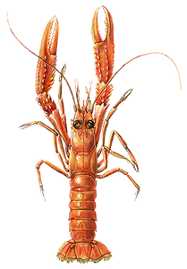Langoustine (Nephrops Norvegicus)