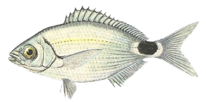 Oblade (Oblada Melanura)