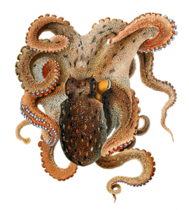 Pieuvre Commune (Poulpe) (Octopus Vulgaris)