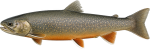 Omble chevalier (Salvelinus alpinus)