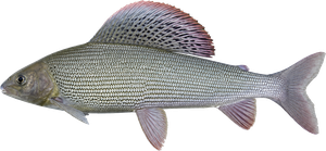 Ombre commun (Thymallus thymallus)