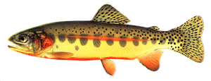 Truite Dorée (Oncorhynchus Aguabonita)