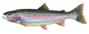 Truite Fardée (Oncorhynchus Clarkii)