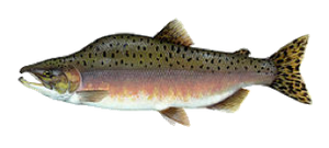 Saumon Rose à Bosse (Saumon Bossu) (Oncorhynchus Gorbuscha)