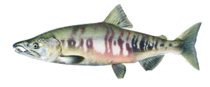 Saumon du Pacifique (Saumon Kéta - Saumon Chien) (Oncorhynchus Keta)