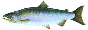 Saumon Argenté (Oncorhynchus Kisutch)