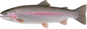 Truite Arc-en-Ciel (Oncorhynchus Mykiss)