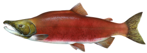 Saumon Rouge (Sockeye) (Oncorhynchus nerka)