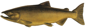 Saumon Royal (Chinook) (Oncorhynchus Tshawytscha)