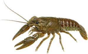 Écrevisse américaine (Orconectes limosus)