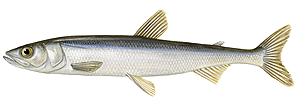Eperlan (Osmerus Eperlanus)
