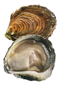 Huitre Plate (Ostrea Edulis)