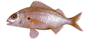 Pageot Acarné (Pagellus Acarne)