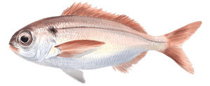 Dorade Rose (Pageot Rose) (Pagellus Bogaraveo)