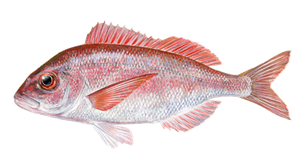 Pageot Commun (Pagellus Erythrinus)