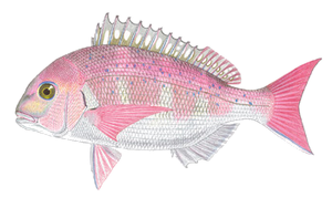 Dorade Japonaise (Spare Japonais) (Pagrus Major)