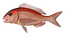 Pagre Commun (Pagrus Pagrus)