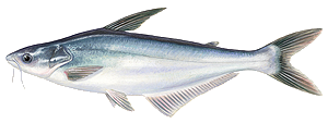 Pangasius (Pangasius Hypopthalmus)