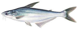 Pangasius (Pangasius Hypopthalmus)