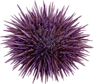 Oursin Violet (Paracentrotus Lividus)