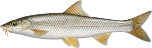 Toxostome (Parachondrostoma toxostoma)