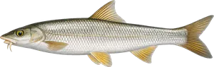 Toxostome (Parachondrostoma toxostoma)