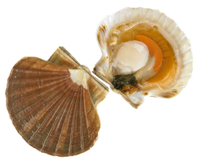 Coquille Saint Jacques (Pecten Maximus)