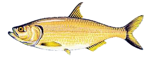 Apapá Doré (Pellona Castelnaeana)