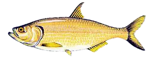 Apapá Doré (Pellona Castelnaeana)