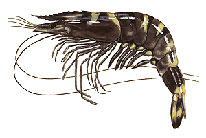 Crevette Tropicale (Penaeus Monodon)