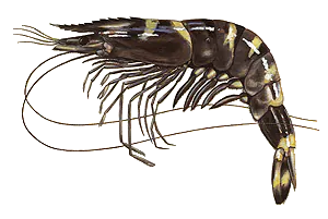 Crevette Tropicale (Penaeus Monodon)