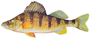 Perchaude (Perca Flavescens)