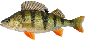 Perche Commune (Perca Fluviatilis)