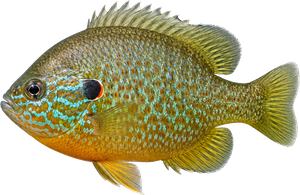 Perche soleil (Lepomis gibbosus)