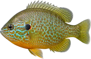 Perche soleil (Lepomis gibbosus)